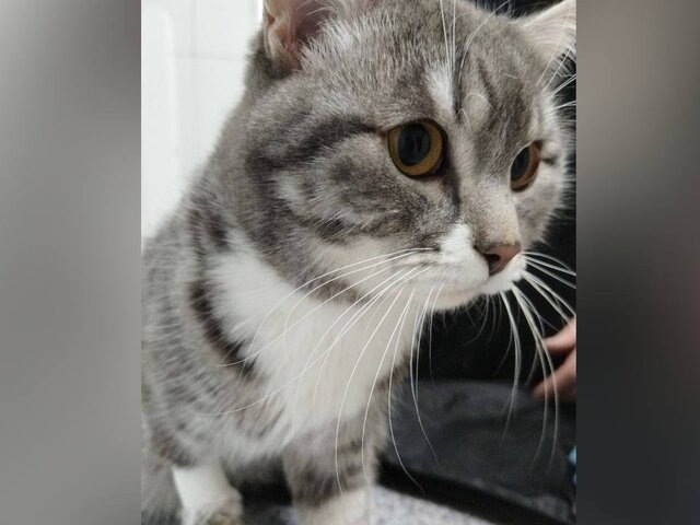    Фото: телеграм-канал "Ассоциация ветеринарии Иркутской области"