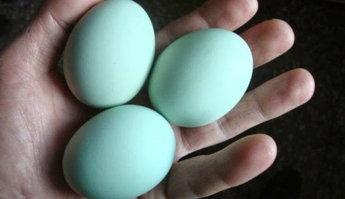 Курица, которая несет голубые яйца: миф или реальность