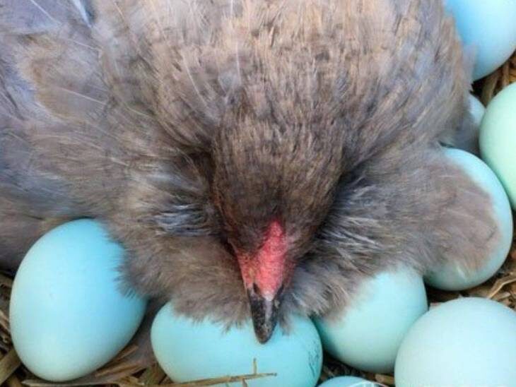    Голубые яйца – это, прежде всего, удивительное явление в мире птицеводства