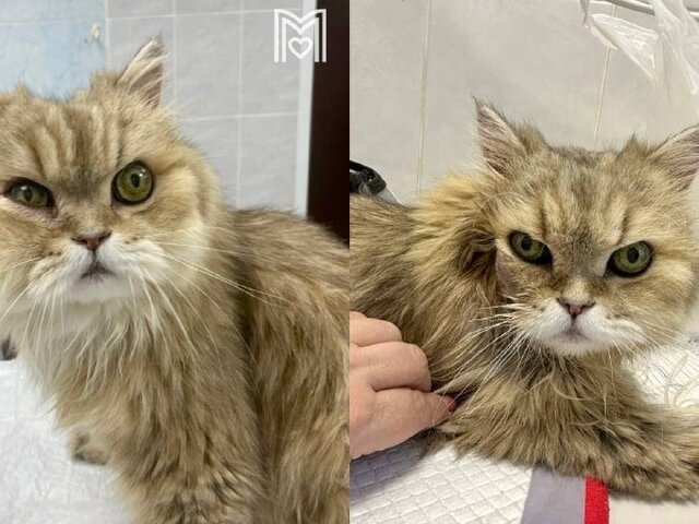    Фото: телеграм-канал "Моя Ветклиника"