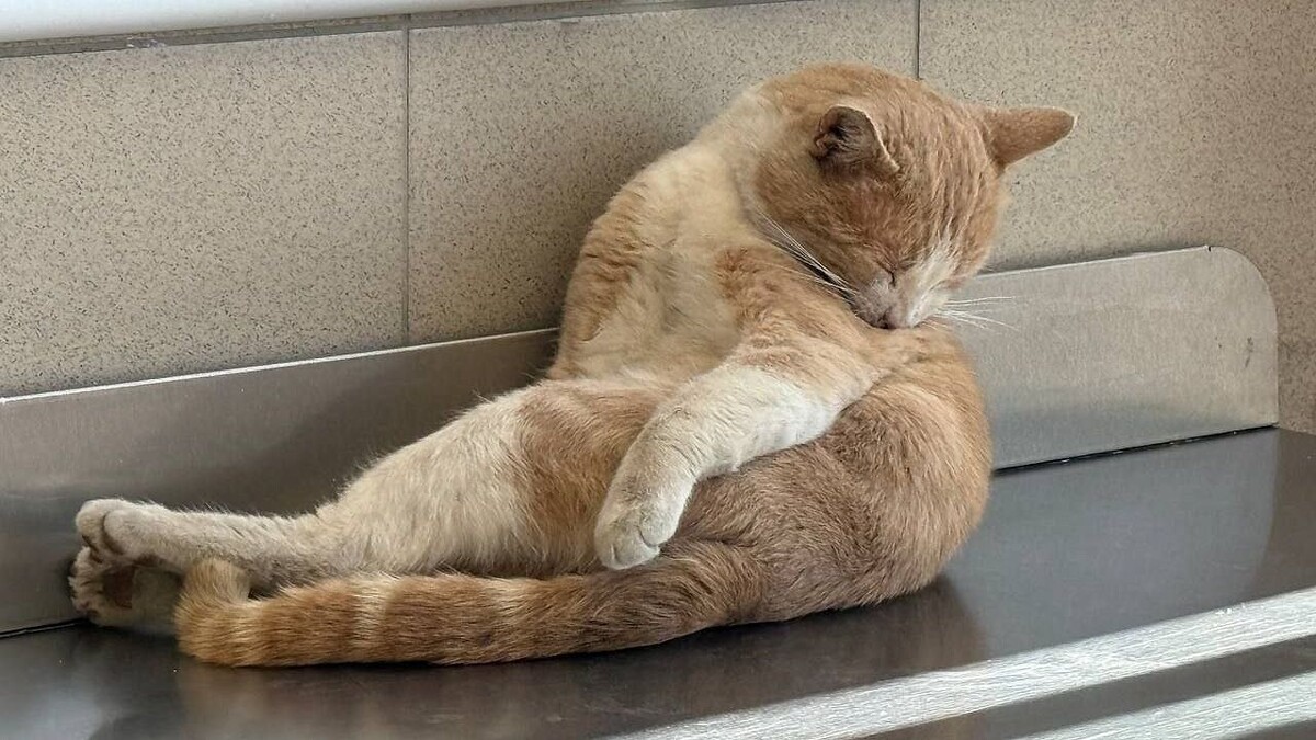    Фото: телеканал «Краснодар»