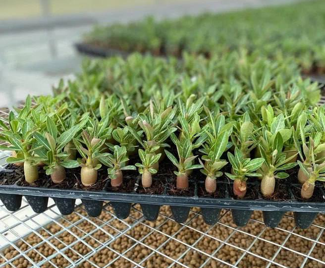 🌱 Готовимся к весне: 3 проверенных способа посева семян адениума (и мой личный фаворит)