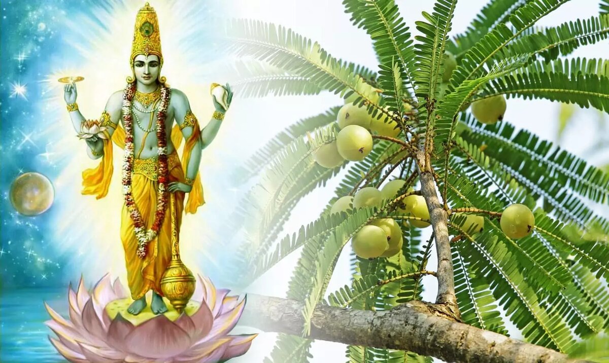 27 февраля Амалаки Экадаши