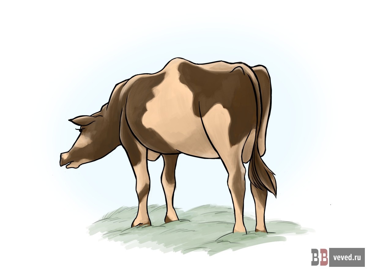     Иллюстрация: Юлия Медведева / Вечерние ведомости