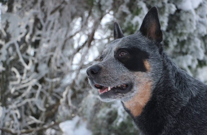 Когда наши ожидания не совпадают с возможностями собаки