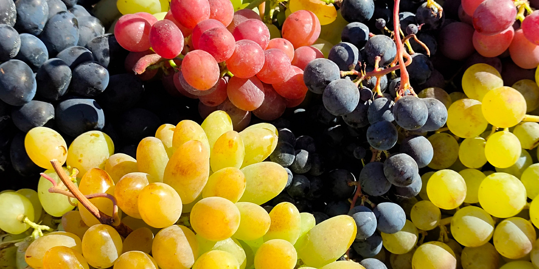 ФАСЦИАЦИЯ ВИНОГРАДА. О чём важно знать?