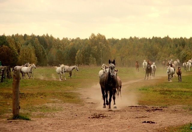 Конный клуб "Серая лошадь" в Воскресенском районе Нижегородской области