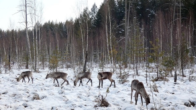 Вольные лесные северные олени в Керженском заповеднике