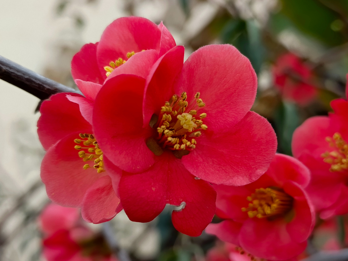 Адлер, Айва японская (хеномелес), февраль 2026 года