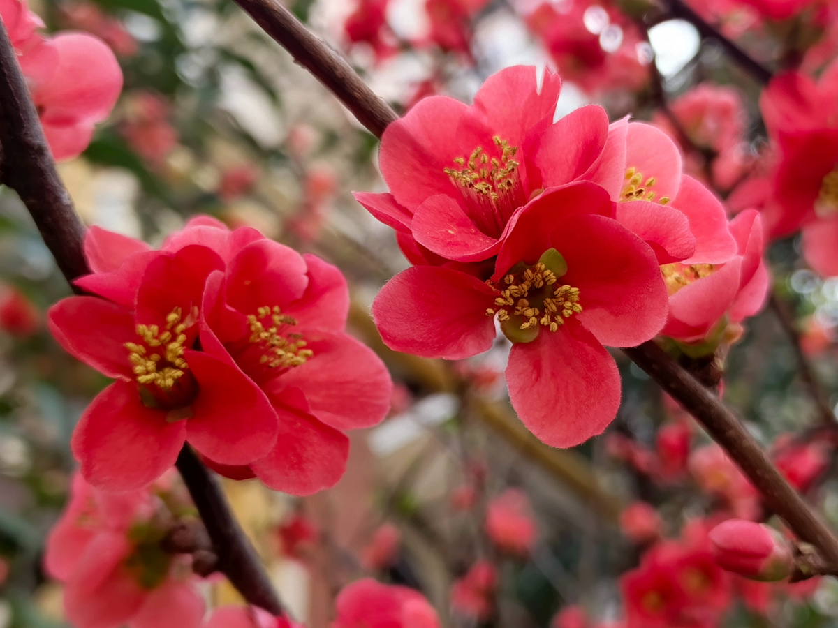 Адлер, Айва японская (хеномелес), февраль 2026 года