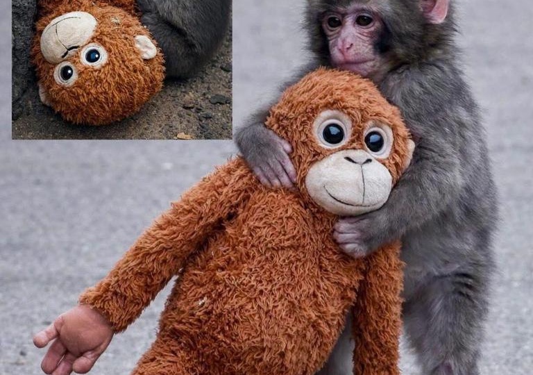 История Панча: обезьянка, которая покорила сердца интернета