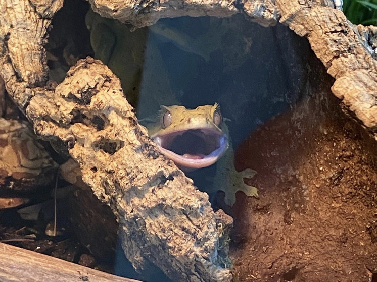     Фото: Мир Джунглей Северодвинск. Сообщество в социальной сети «Вконтакте»