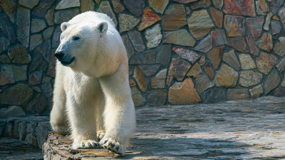    Белые медведи занесены в Международную Красную книгу