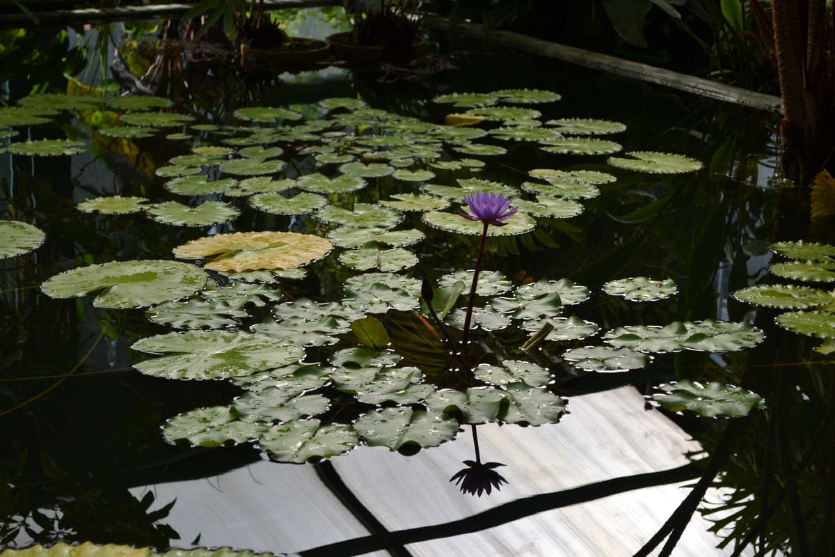 Москва, Аптекарский огород МГУ. Голубая водяная лилия. Фото автора канала 