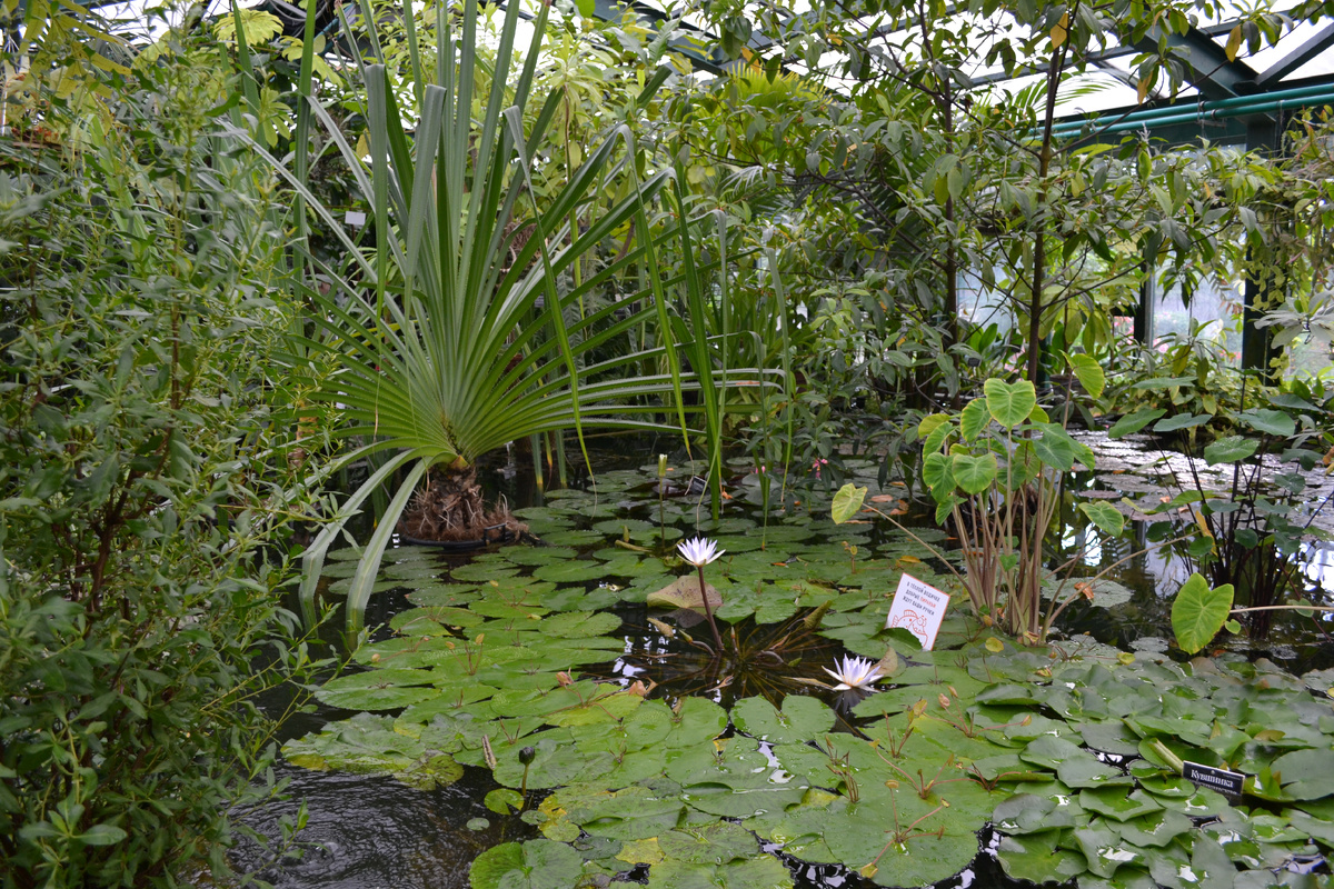 Москва, Аптекарский огород МГУ. Фото автора канала 