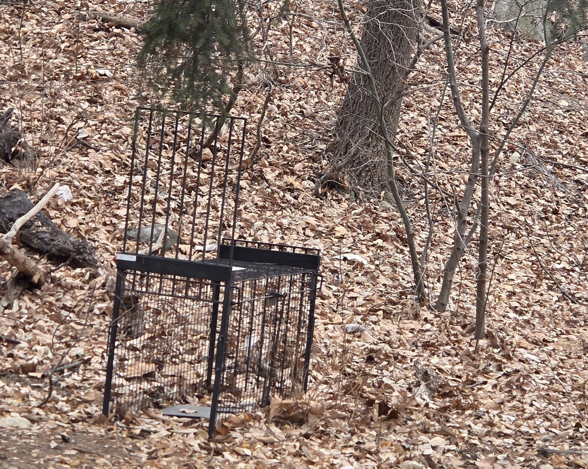 Клетка для отлова установлена в центре горы Кванаксан. (Мэрия Сеула)