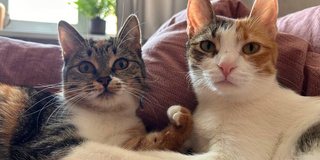 Привет от спасенных котят