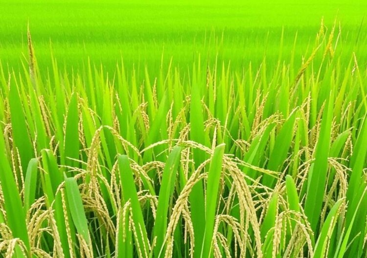    Фото: Медведева Анна, AgroXXI.ru