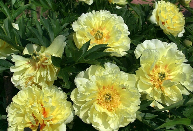 Личное фото из собственного питомника.    