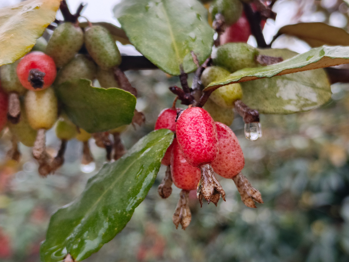 Адлер, ЖК Летняя резиденция, лох узколистный, февраль 2026 года