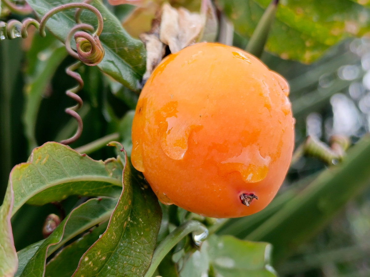 Адлер, Пассифлора (Маракуйя), февраль 2026 года