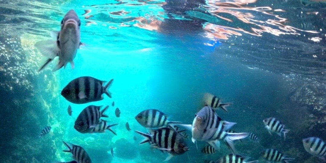 Снорклинг на островах.