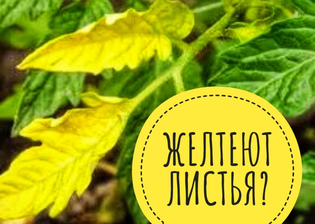 6 причин пожелтения