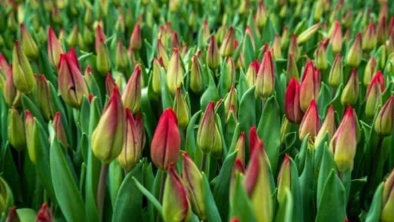      Фото: ИА «Победа26»