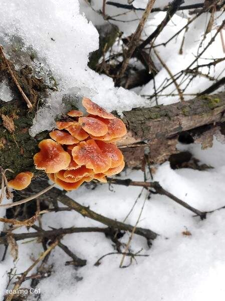    Фото Ольги Казанцевой из группы «Курские грибники, грибы, ягоды»