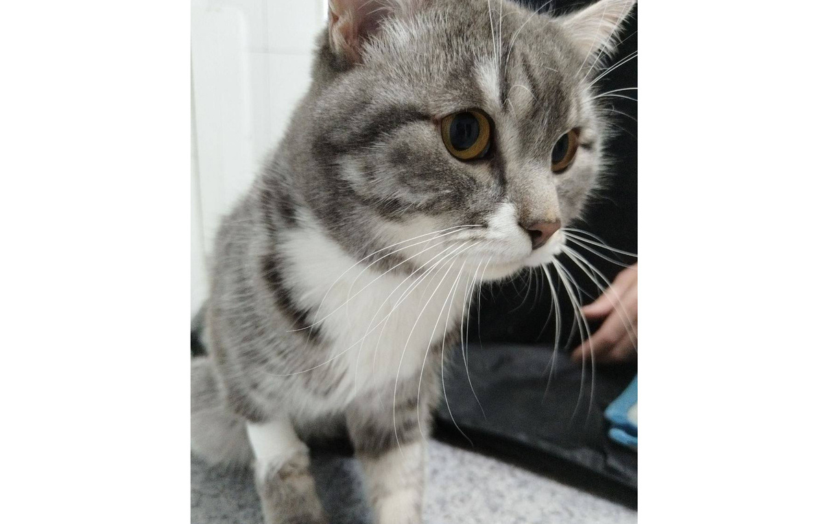 Официальный Telegram-канал Ассоциации ветеринарии Иркутской области