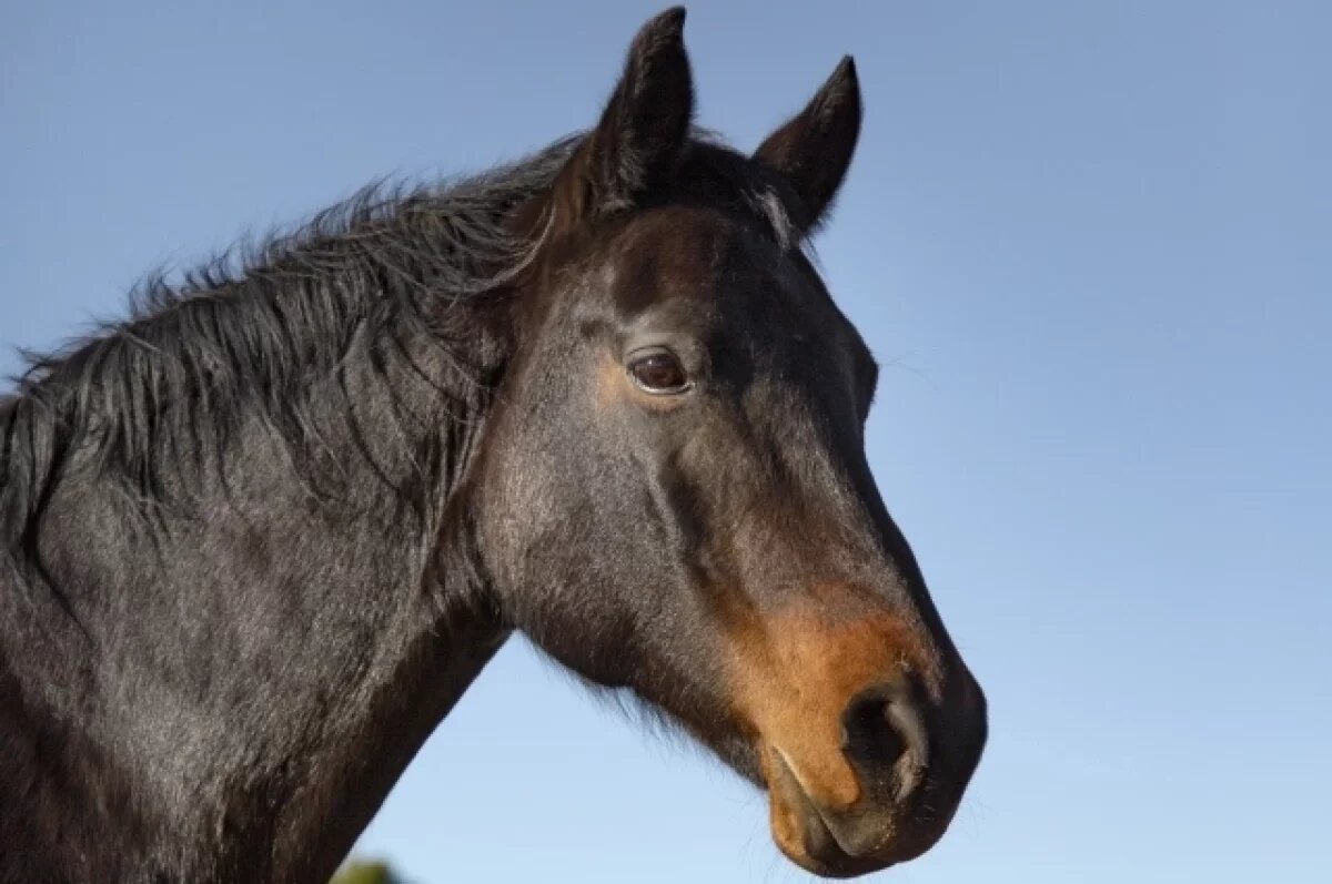    На Алтае в двух селах введен карантин из-за анемии лошадей