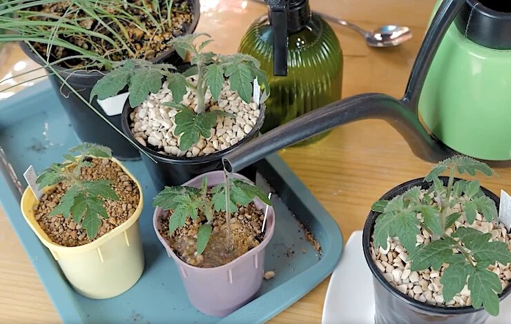 Чем подкормить рассаду в марте: схемы для томатов, перцев и цветов