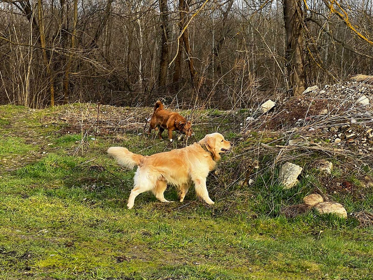 Барни и Шоколадка