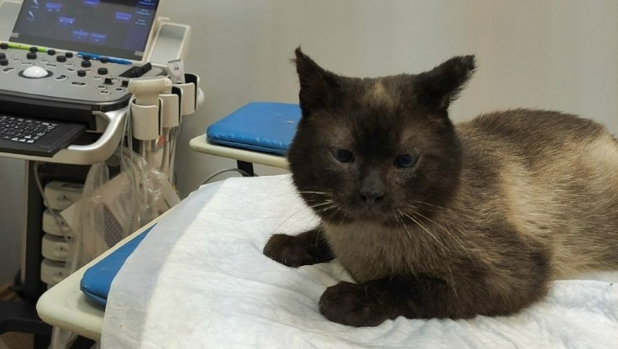 Наказан охранник, который выставил на мороз кота на станции Редкино