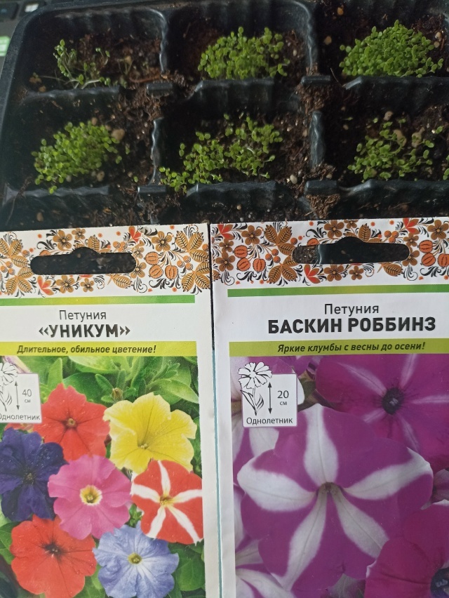 Петунии, которые посеяла в этом году. Посев -19 феврвля, всходы = 22 февраля. Всхожесть - 100%. Фото автора