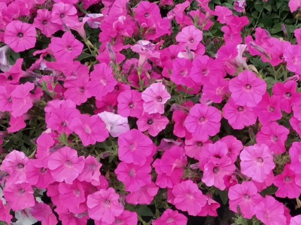 Петуния Тайдал вейв хот пинк.Фото из личного архива