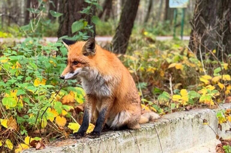   Марьям Гулалиева/«Парламентская газета»