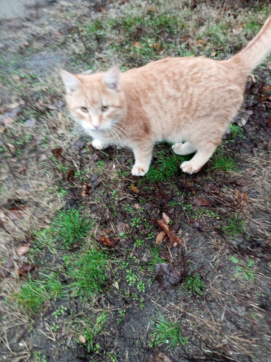 Рыжик и Атос осенью.