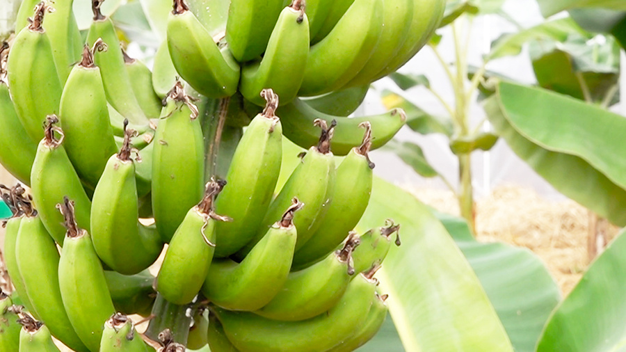    © АО "ТВ Центр"