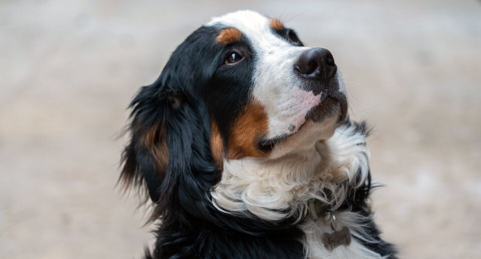    медиасток.рф