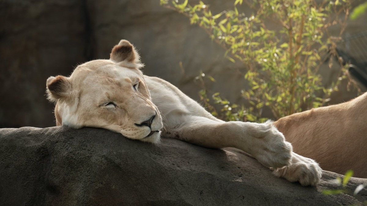    Крупные кошачьи, включая львов, требуют особых условий содержания и специальных разрешений