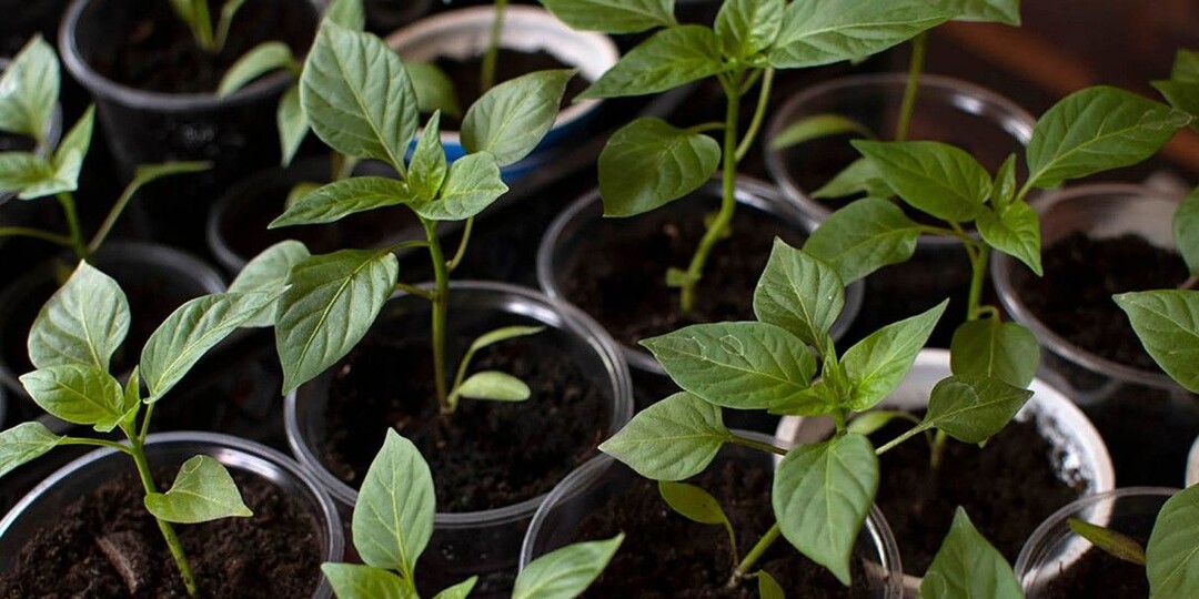 Когда сеять перец на рассаду в 2026 году: пошаговая инструкция