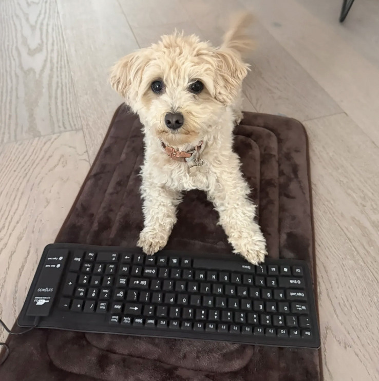 Источник: https://www.calebleak.com/posts/dog-game/