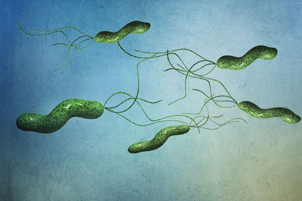 Хеликобактер пилори. Источник: ГуглКартинки