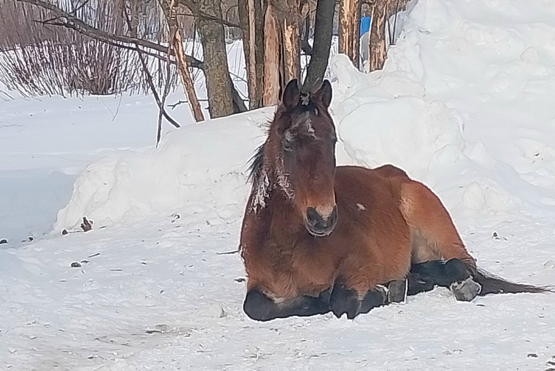 В Рязанской области появились бродячие лошади
