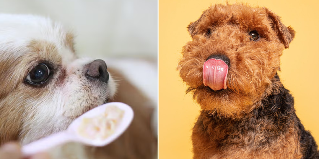 Полезно ли кормить собаку кашей