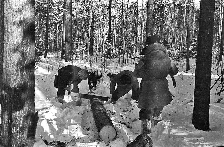 фото с сайта: https://yandex.ru/images/search?img_url=https%3A%2F%2Favatars.dzeninfra.ru%2Fget-zen_doc%2F49613%2Fpub_5f99b8a90e34a96ab3ef3ba0_5f99bad09037085821cdfbbe%2Fscale_1200&lr=35&pos=4&rpt=simage&source=serp&stype=image&text=%D0%B2%D0%B0%D0%BB%D0%BA%D0%B0%20%D0%BB%D0%B5%D1%81%D0%B0%20%D0%B7%D0%B8%D0%BC%D0%BE%D0%B9%20%D0%B2%201945