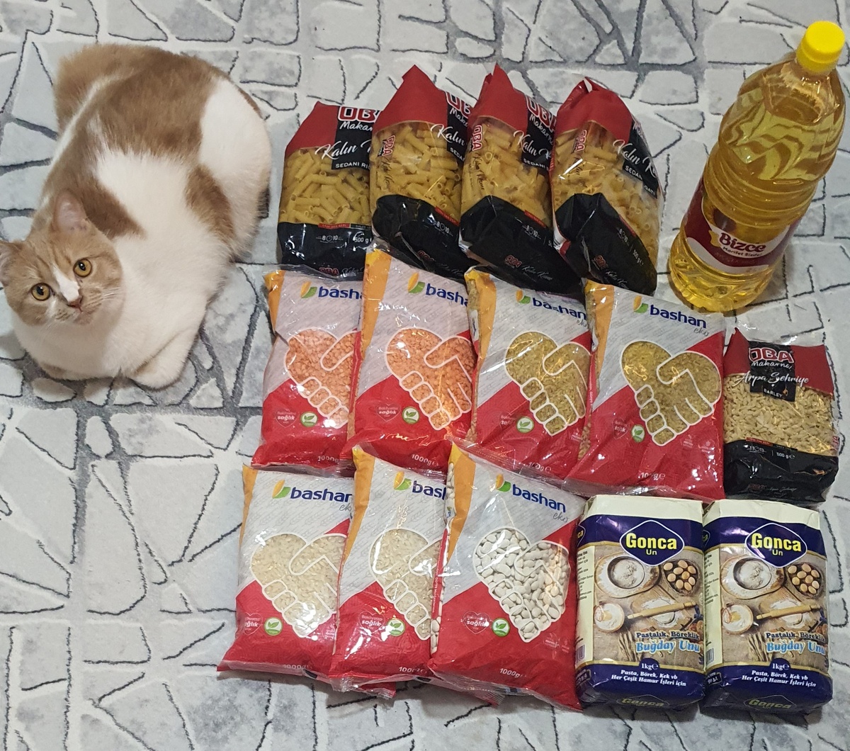 Кошка - местный мухтар, бдит за всем. 