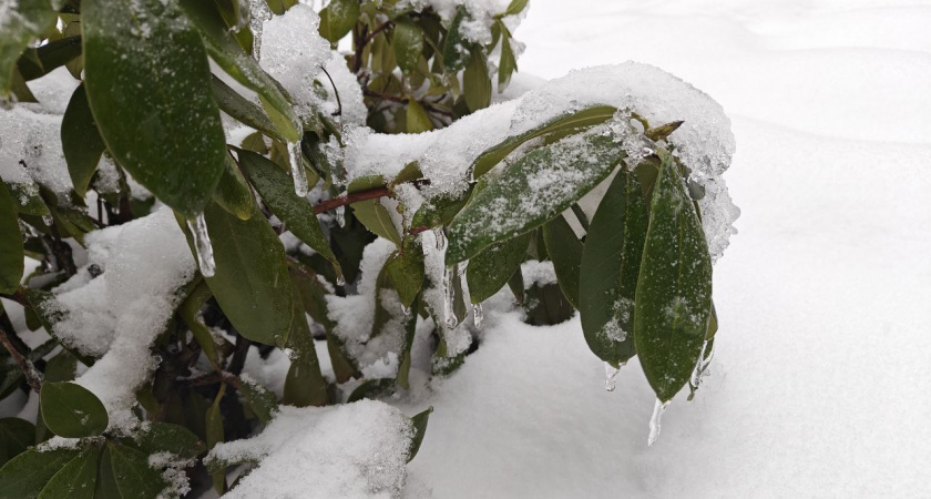   Первый городской канал Калининград