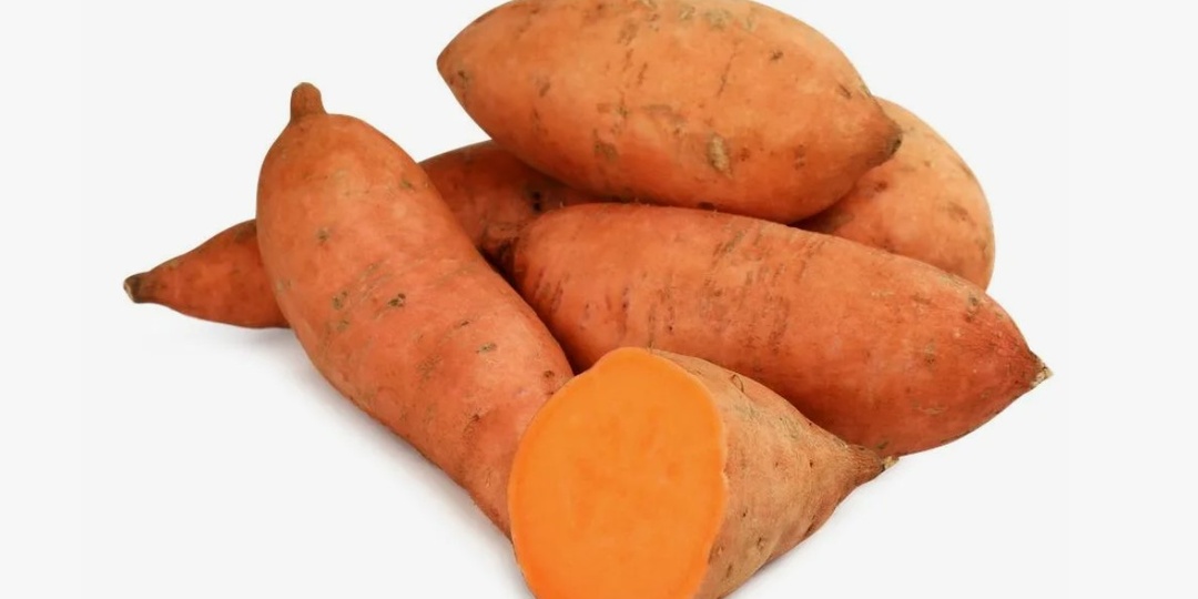 Батат на рассаду: пора начинать! Простой способ без лишних хлопот